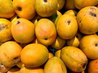 Pile of yellow orange colored mangoes isolated on horizontal full frame background.