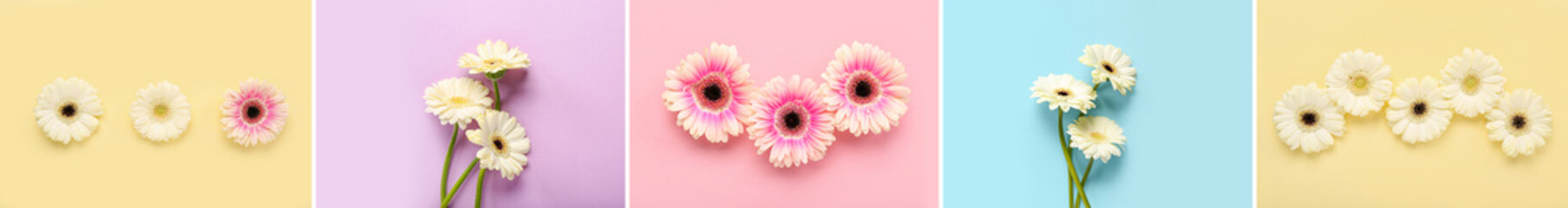 Set of beautiful gerberas on beige background, top view