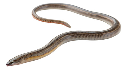Fototapeta premium worm, isolated on a transparent background PNG