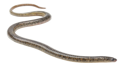 Fototapeta premium worm, isolated on a transparent background PNG