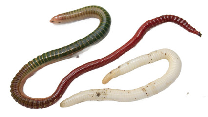 Obraz premium worm, isolated on a transparent background PNG