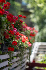 Fototapeta premium Red Geranium Flowers on Wooden Fence