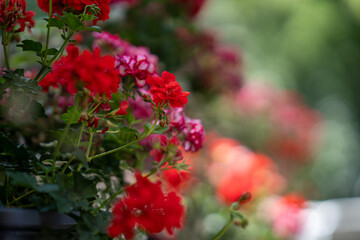 Red Geranium Flowers on Wooden Fence