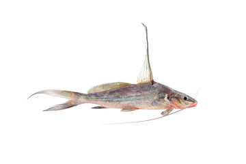 Bocourt's River Catfish (Heterobagrus bocourti) on white background closeup , isolated