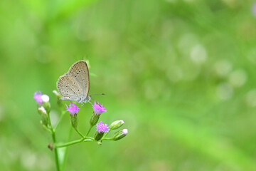 Lesser Grass Blue ( Zizzina otis)  eat nectar on purple  flower
