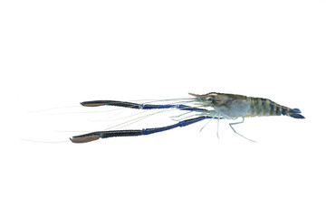 Giant freshwater prawn (Macrobrachium rosenbergii) on white background,isolated