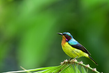 colorful male Ruby-cheeked Sunbird ( Anthreptes singalensis ) perched on green tree branch ,thailand