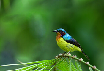Obraz premium colorful male Ruby-cheeked Sunbird ( Anthreptes singalensis ) perched on green tree branch ,thailand