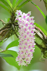 colorful Rhynchostylis retusa on tree close up , thailand