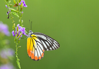 Painted Jezebel (Dellas hyparete) suck nectar on purple flower closeup