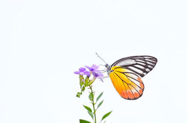 Painted Jezebel (Dellas hyparete) suck nectar on purple flower closeup