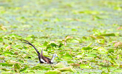 Pheasant-tailed Jacana ( Hydrophasianus chirurgus ) foraging in swamps , thailand