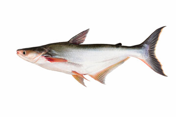 Striped catfish(Pangasianodon hypophthalmus) on white background closeup , isolated