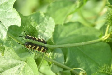 caterpillar hiding from sunlight and feeding on leaf in garden