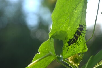 caterpillar hiding from sunlight and feeding on leaf in garden