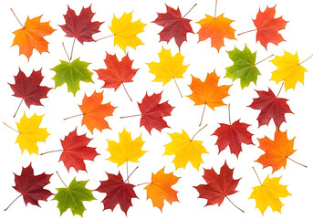 Fototapeta premium Autumn Leaf Fall on Transparent Background. Maple Vibrant leaves cut outs, isolated on white or transparent background. PNG