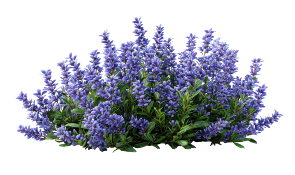 Dense cluster of blue flowers with green foliage against a black background