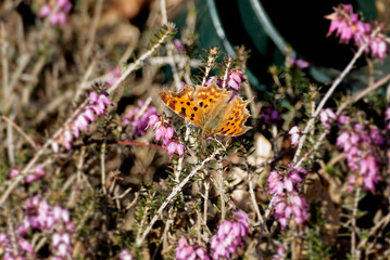 Comma butterfly (Polygonia c-album) sitting on a pink flower in Zurich, Switzerland