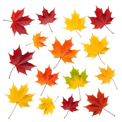 Fototapeta premium Autumn Leaf Fall on Transparent Background. Maple Vibrant leaves cut outs, isolated on white or transparent background. PNG