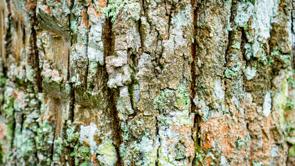 Vertical texture of deeply grooved tree bark with lichen