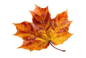 Vivid close-up of a single, brilliantly colored maple leaf against a pure black background