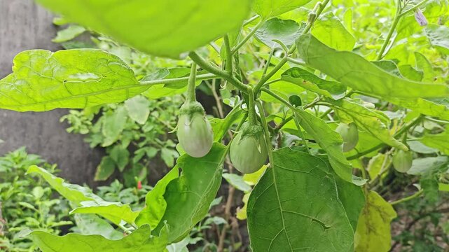 Eggplant tree in the backyard