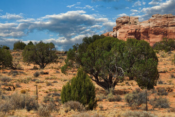 Desert landscape in Arizona with green juniper trees, dry bushes, and rugged red rock formations under a partly cloudy blue sky, showcasing natural beauty.