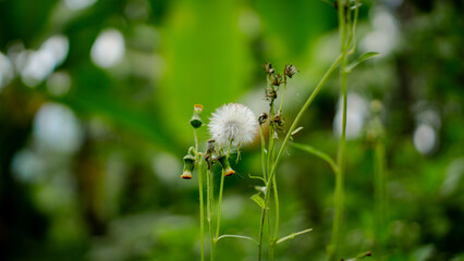 Fluffy dandelion seed head against a bright green background