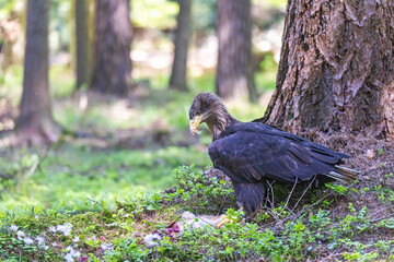 Sea eagle eats a hare it caught in the forest. Horizontally. 