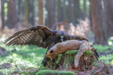 Golden eagle stands with its wings spread over a fox it has caught in the forest.