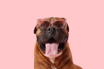 Cute boxer dog in sunglasses on pink background