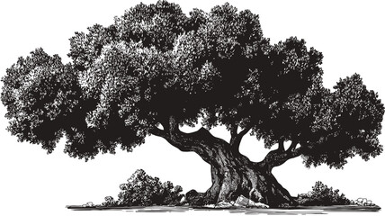 Detailed ancient tree illustration, hand-drawn vector art of a mature deciduous tree, nature symbol, black and white vintage woodcut style.