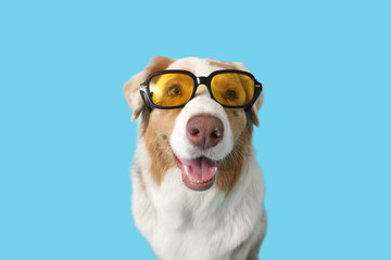 Cute Australian Shepherd dog in sunglasses on blue background