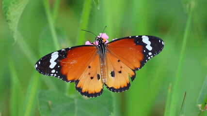 Butterfly on a flower in the meadow in summer.
