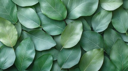 Close-up green leaves pattern, nature background, top view.  Use Desktop wallpaper, social media