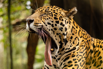 close up portrait of a leopard