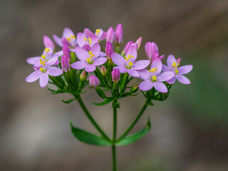 Closeup view of delicate purple pink and yellow flowers of centaurium erythraea aka common centaury or European centaury blooming outdoors in the wild