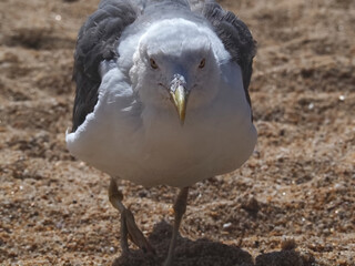 European herring gull frontal view on sand