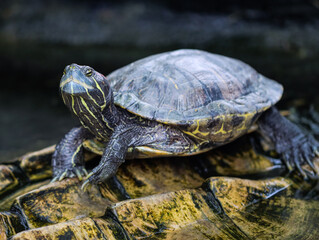 Close-up of freshwater turtle with yellow stripes resting on rock