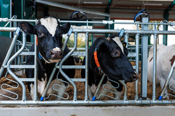Two Holstein cows stand in metal headlocks in a modern barn, wearing colored smart collars. One faces forward, one turns sideways. Straw bedding and feed rails suggest feeding time.