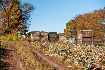 Rows of wilted cabbage lead to stacks of slatted wooden crates by trees turned golden and orange....