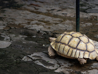 African spurred tortoise walking on rough stone ground