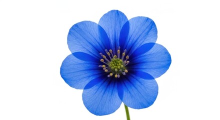 Fototapeta premium Delicate blue flower with six petals, green center, on a clean white background