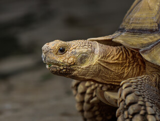 Close Up of African Spurred Tortoise Head Showing Detailed Texture and Shell