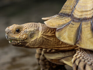Close Up of African Spurred Tortoise with Detailed Shell and Textured Skin