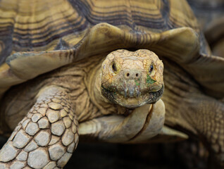 Close Up of African Spurred Tortoise Looking at Camera with Detailed Shell Texture