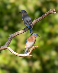 A male and female bluebird perched on a bare tree branch