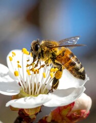 Honeybee on White Blossom - A Close-Up of Pollination in Spring.