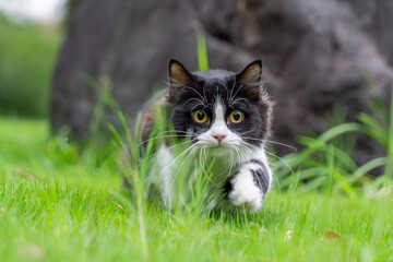 Obraz premium A black and white cat crouching low in the green grass, gazing intently ahead as if preparing to pounce. The background shows a blurred rock, creating a natural outdoor setting full of energy and focu
