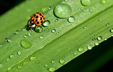 A ladybug in the garden in summer, Sainte-Apolline, Québec, Canada
